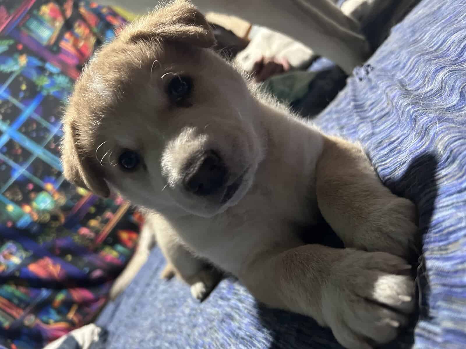 Husky mixes image 1