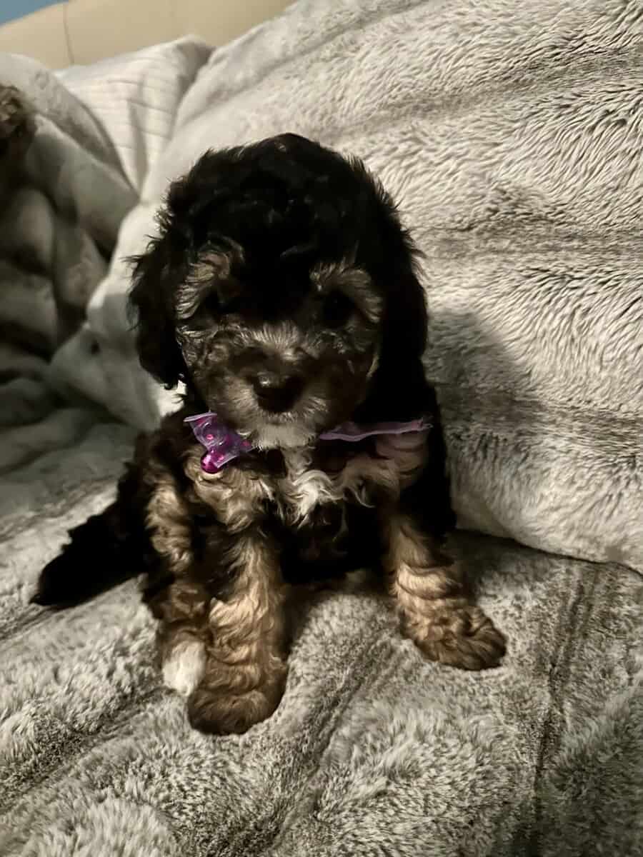 Maltipoo puppies DOB Nov 22, 2025 image 3