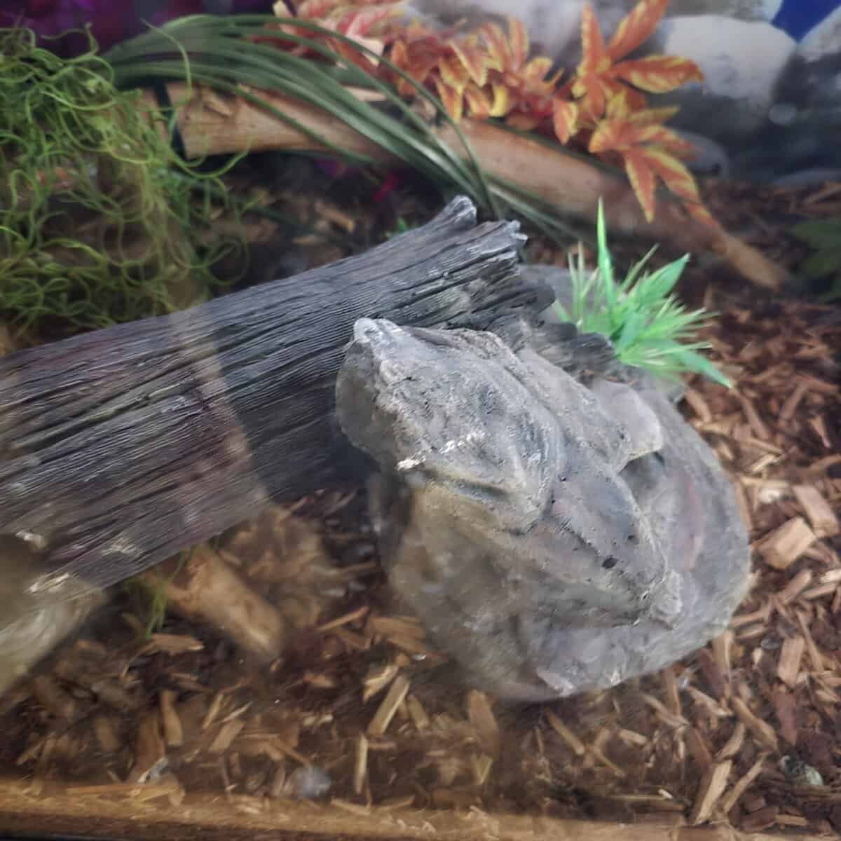 Ball Python needs good home image 7