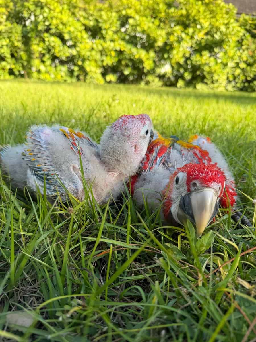 Scarlet Macaw babies image 3