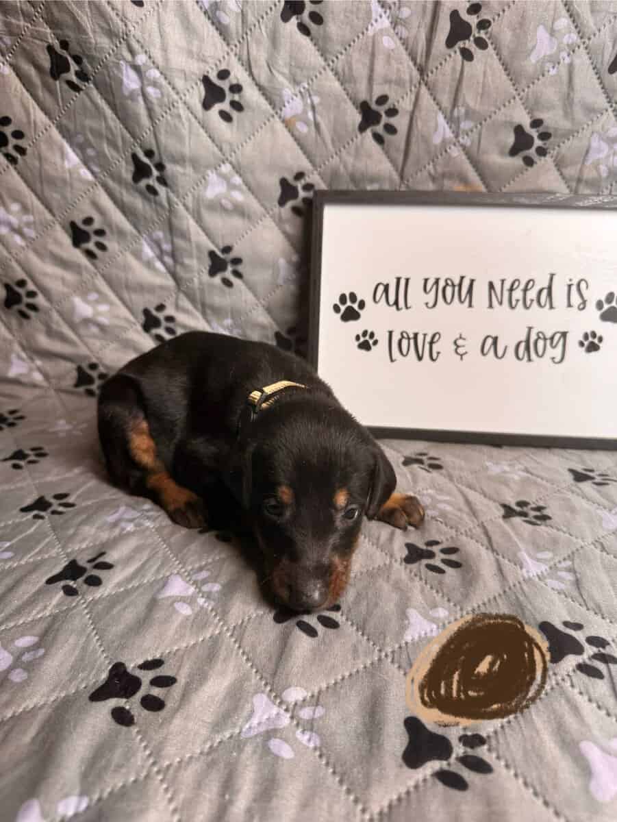 Dobermans image 3