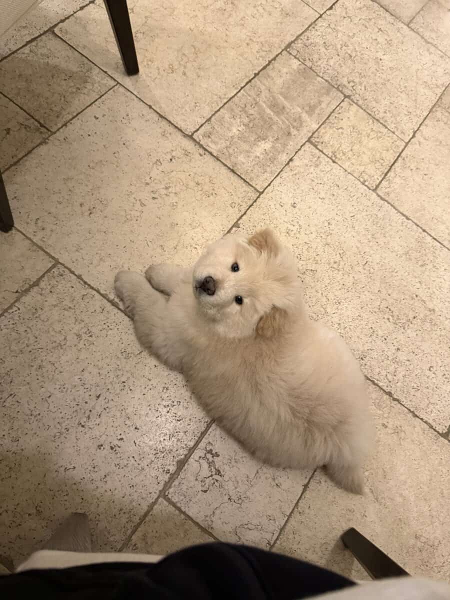 Chow chow for sale image 3