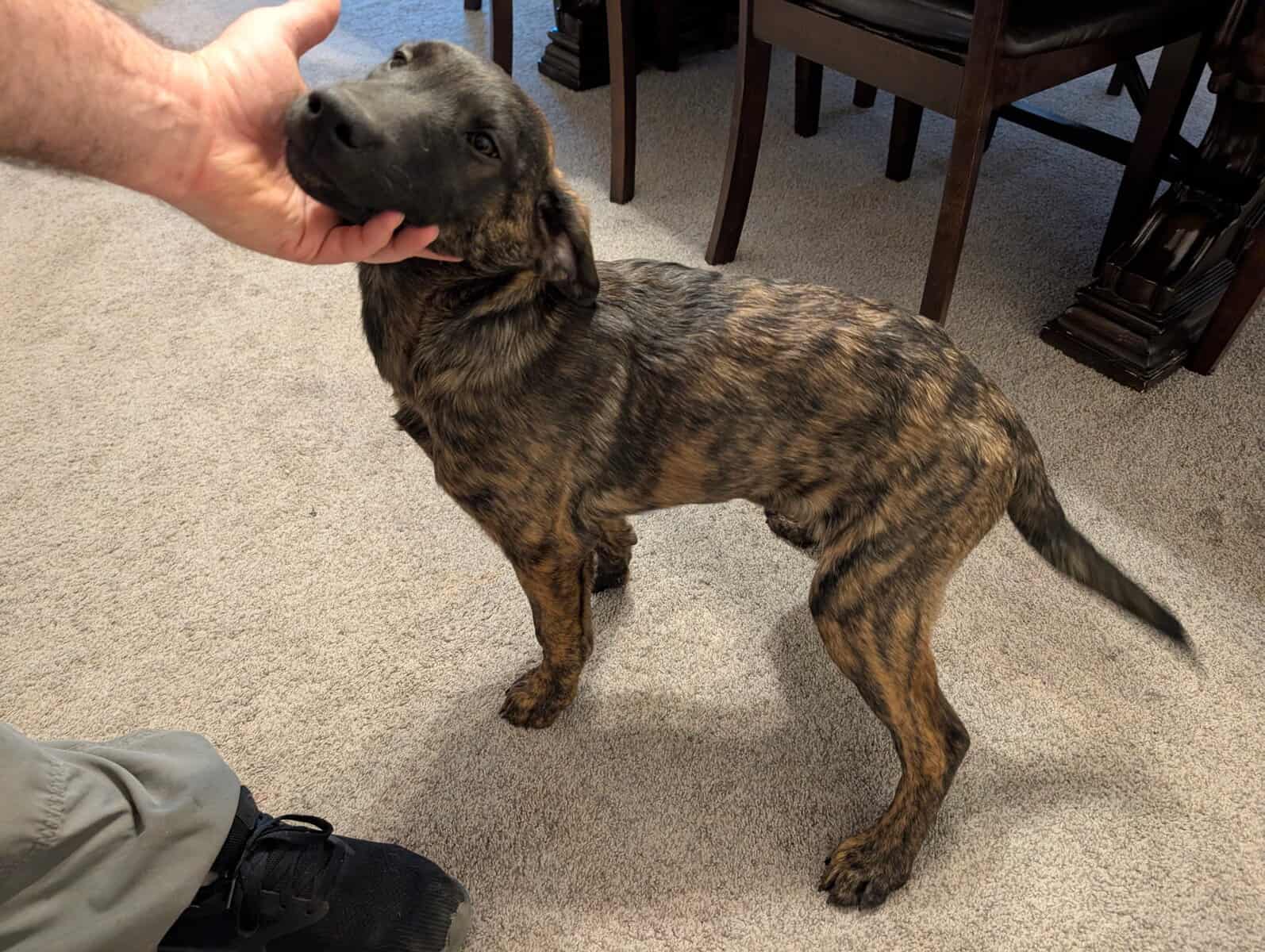 Belgian Malinois xLabrador puppies image 4