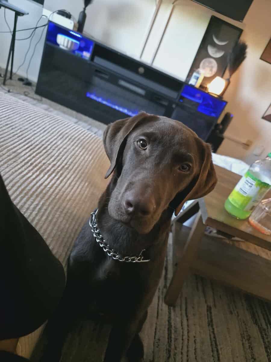 Loving Chocolate Lab Looking for Forever Home image 1