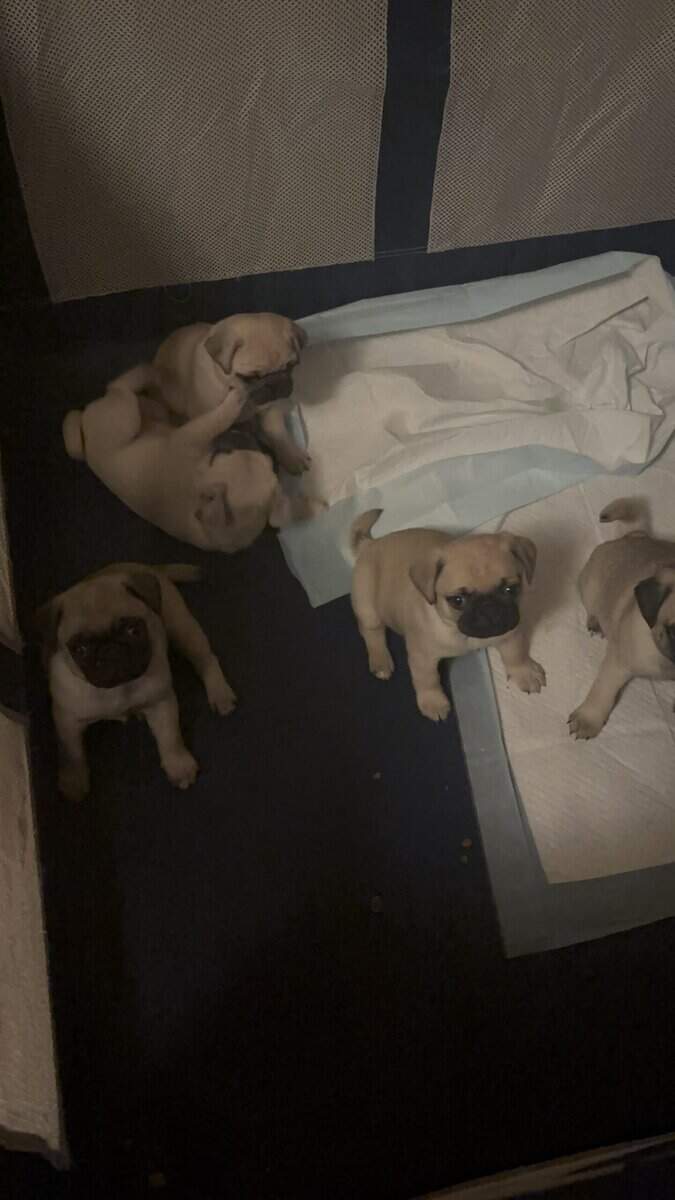 PUG PUPPIES!! image 23