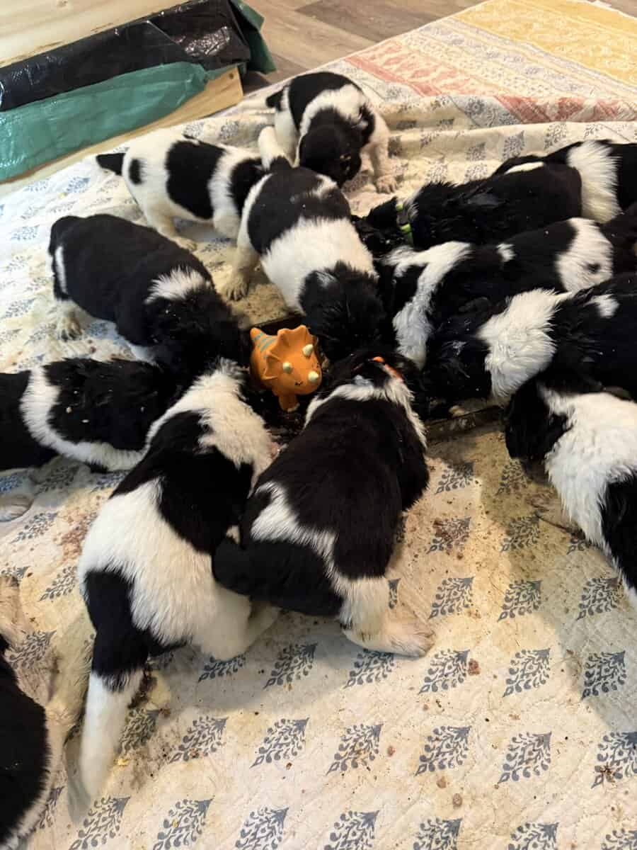 Newfoundland Puppies – Raised in a Home, Landseers image 2