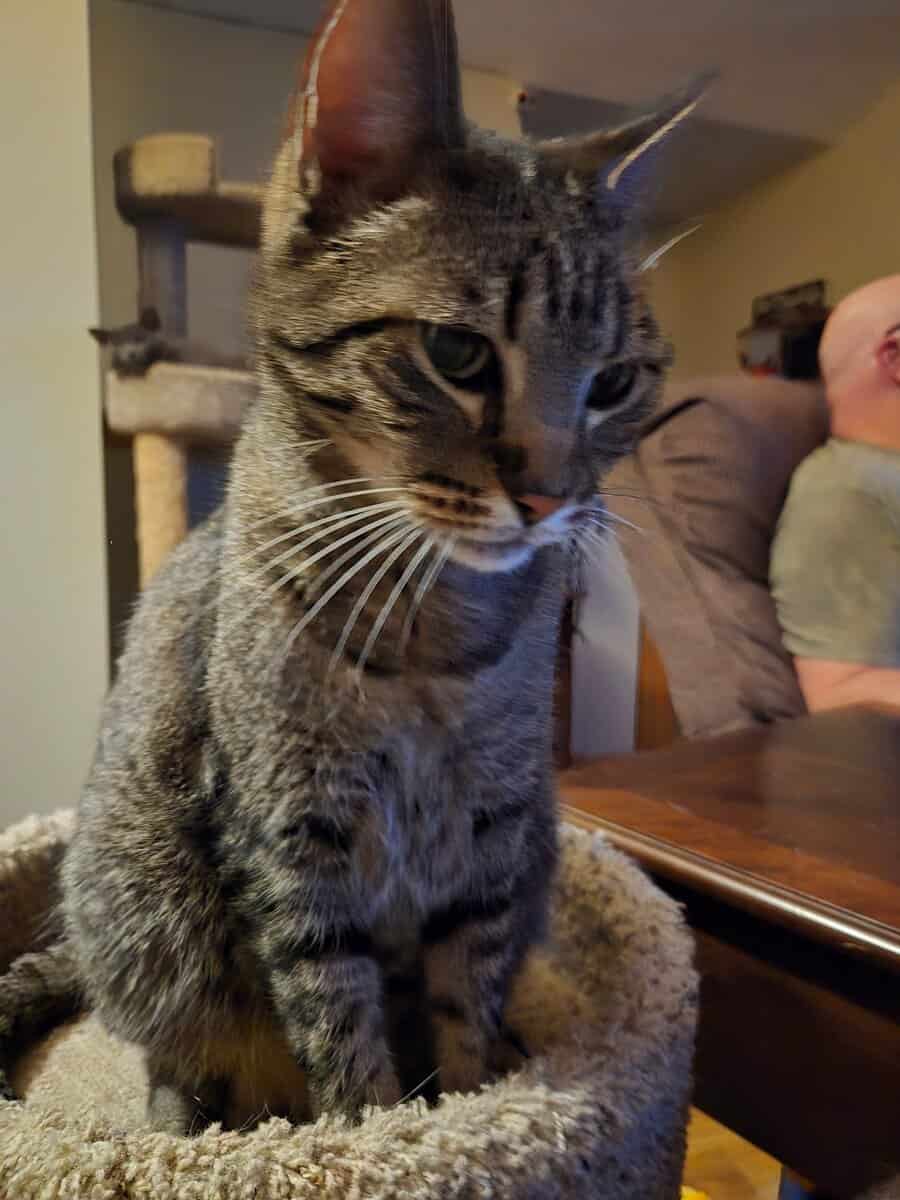 Missing Tabby Cat image 1