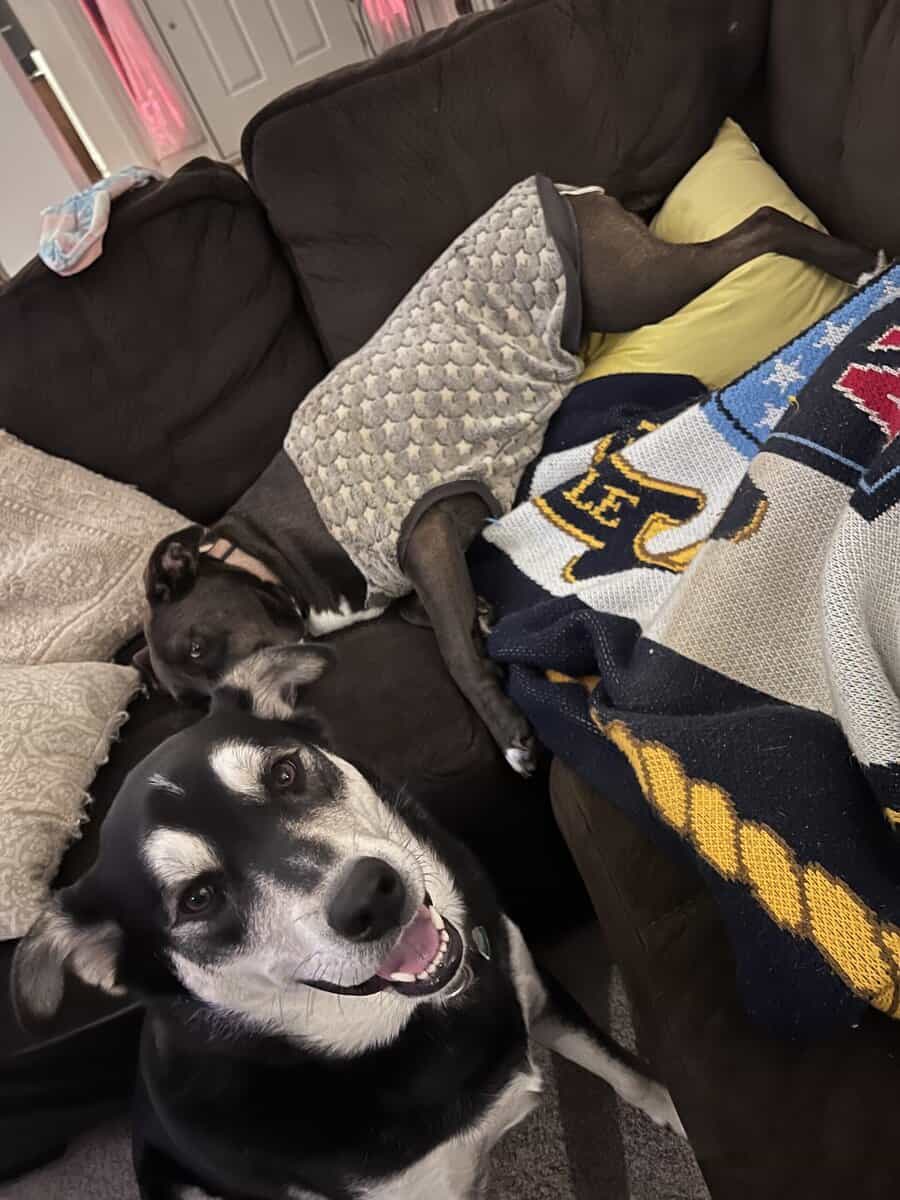 Husky/Lab needs a good home image 3