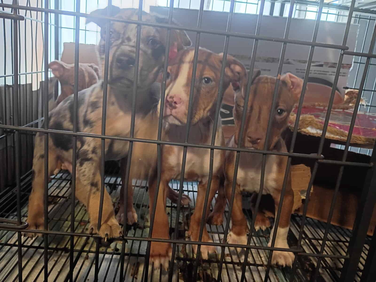 Pitbulls puppy 1 girl and 3 boys left image 1