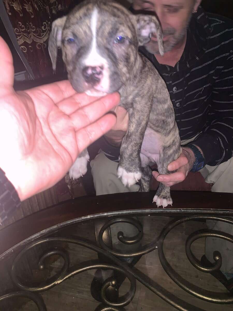 Red nose Puppies for sale image 4