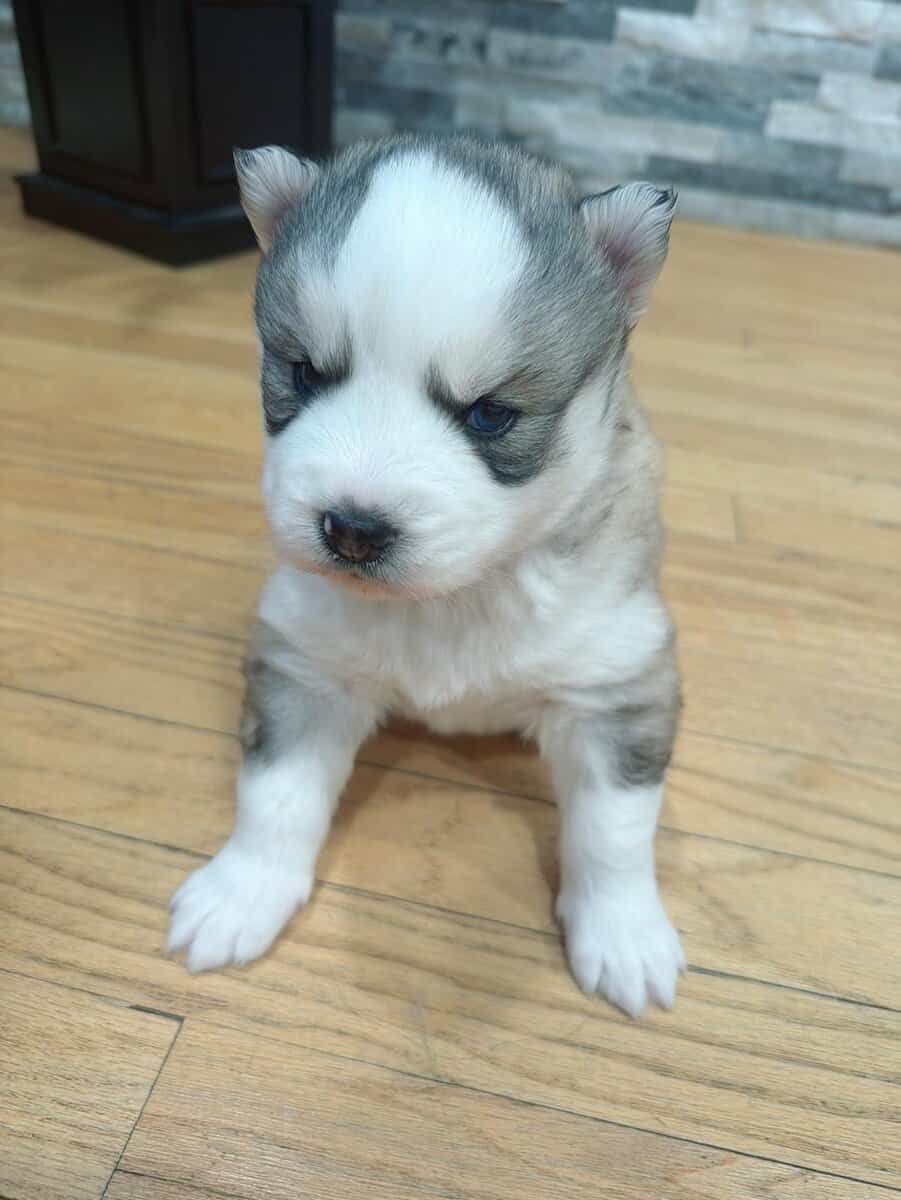 I got three females siberian Huskies image 1