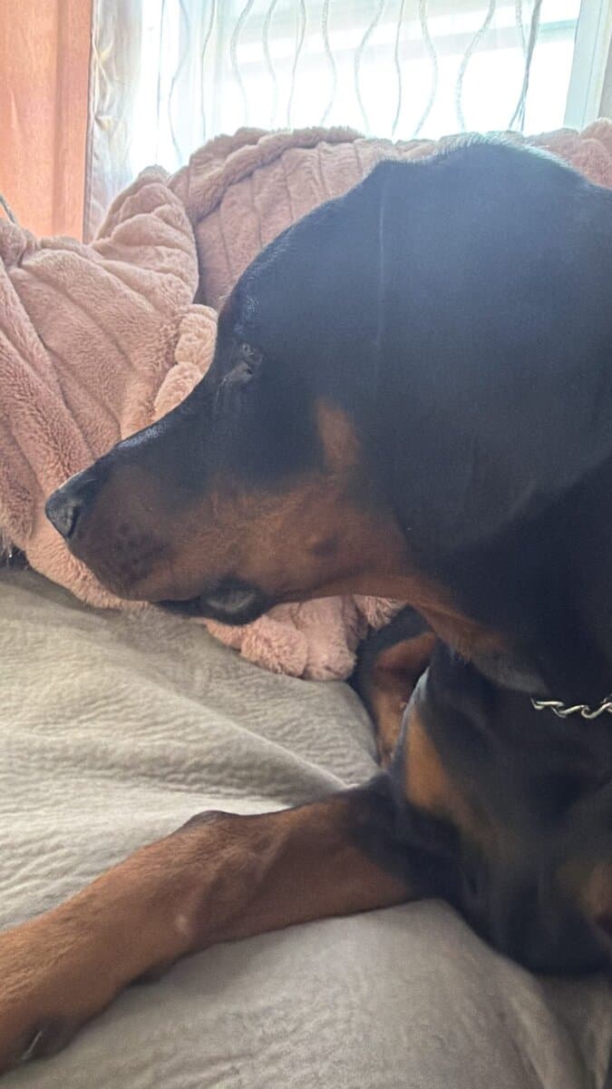 Loving & Smart 4-Month-Old Male European Doberman image 4