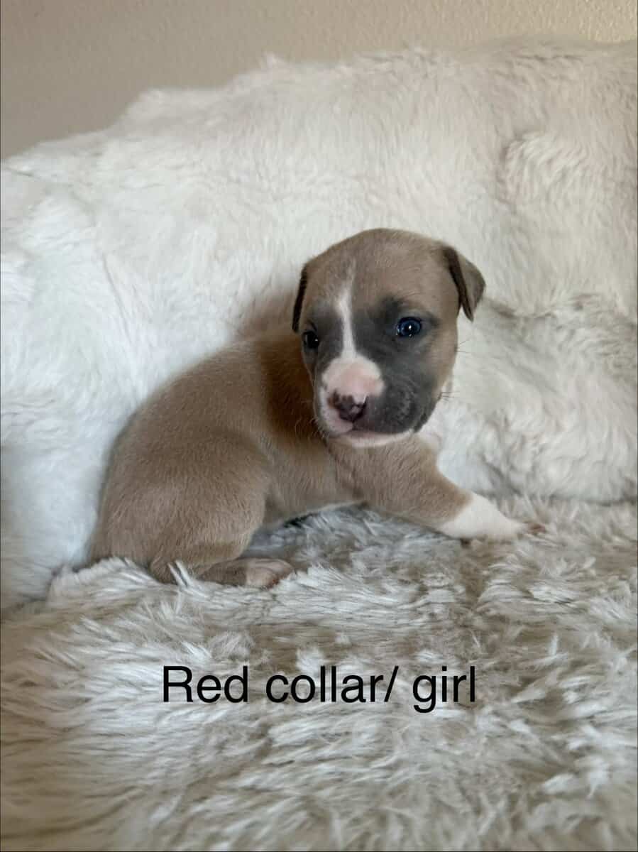 Bandog Puppies image 12