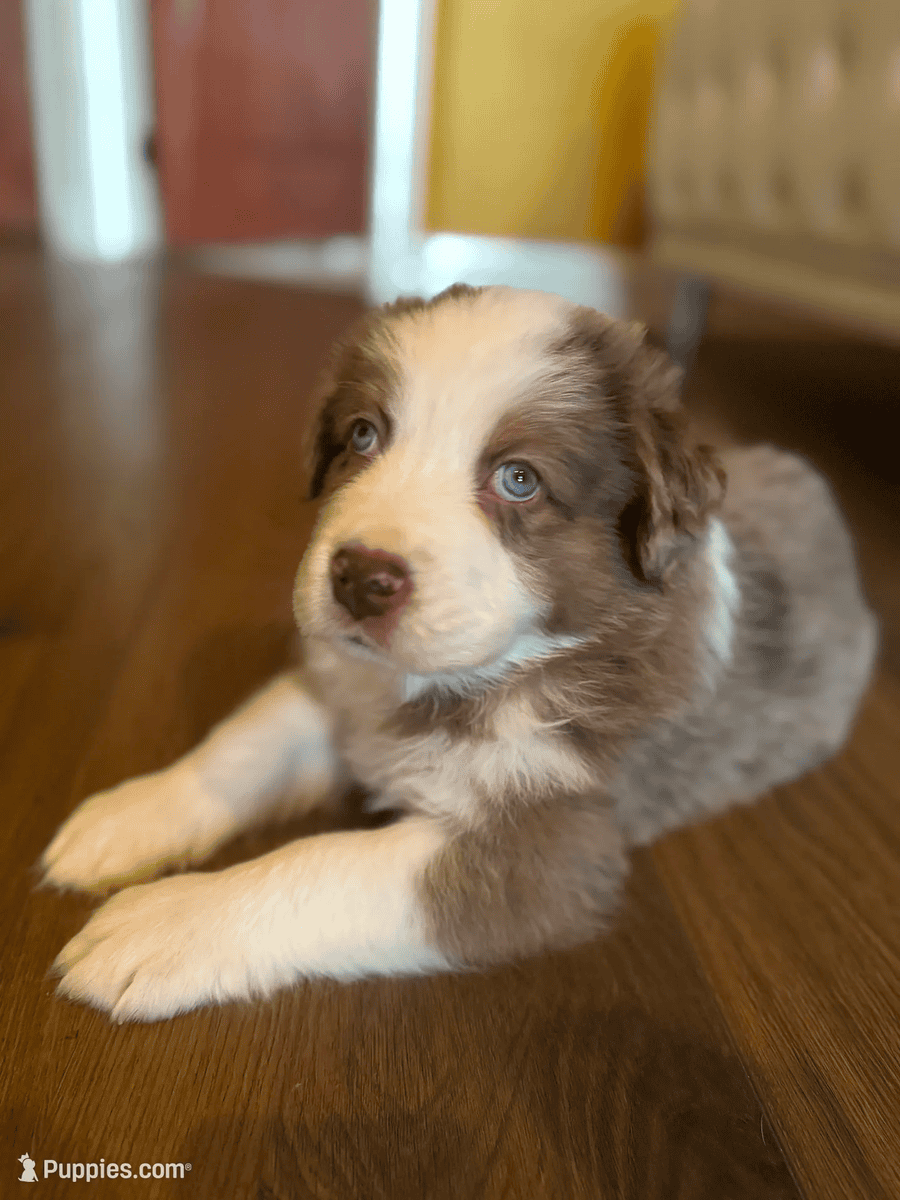 Beautiful Pure breed Aussie puppies image 8