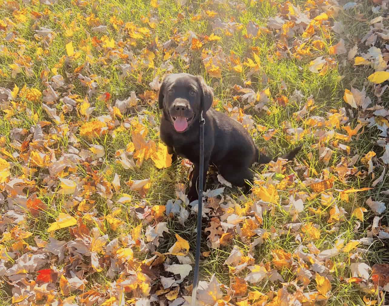Labrador Retriever image 1