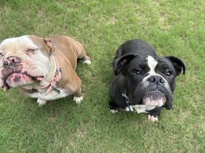 Olde English Bulldogges [IOEBA registered]