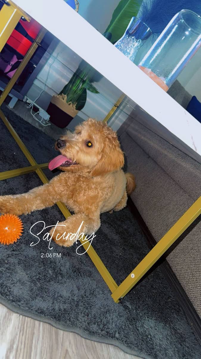 Sell my dog image 1