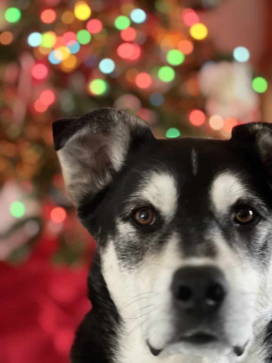 Husky/Lab needs a good home image 1