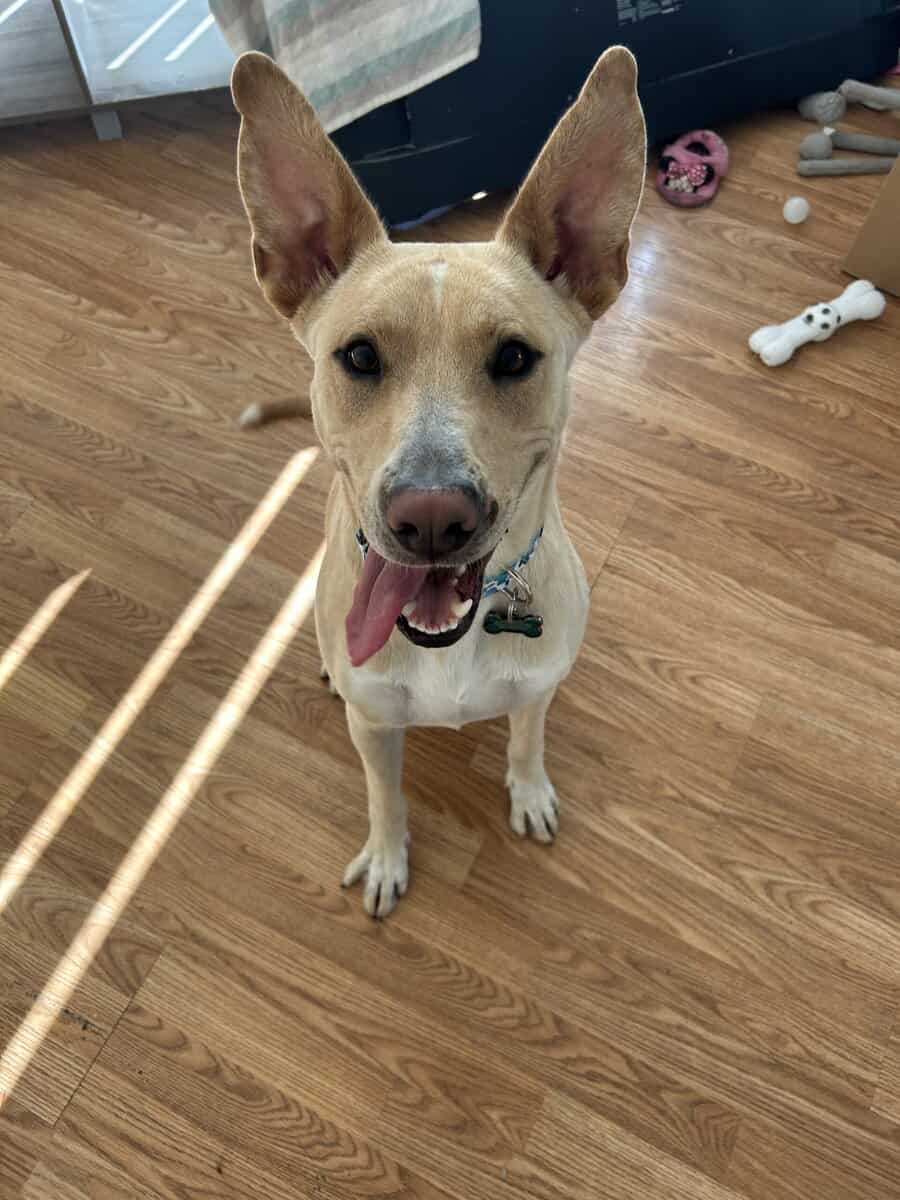 Sage to find a loving and active family or owner image 8