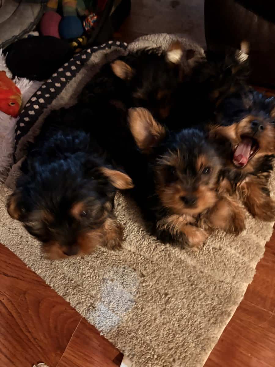 Yorkie puppies image 1