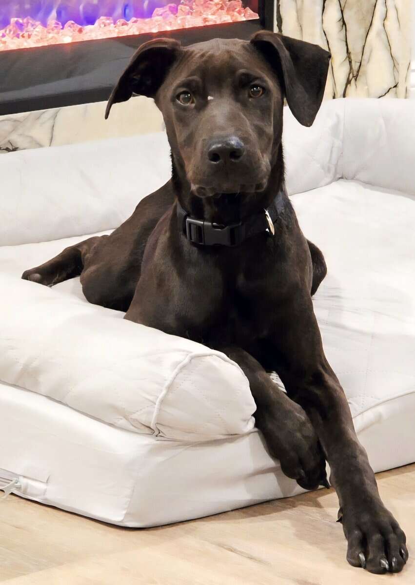 6 month male image 1