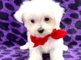 beautiful white coat female maltese