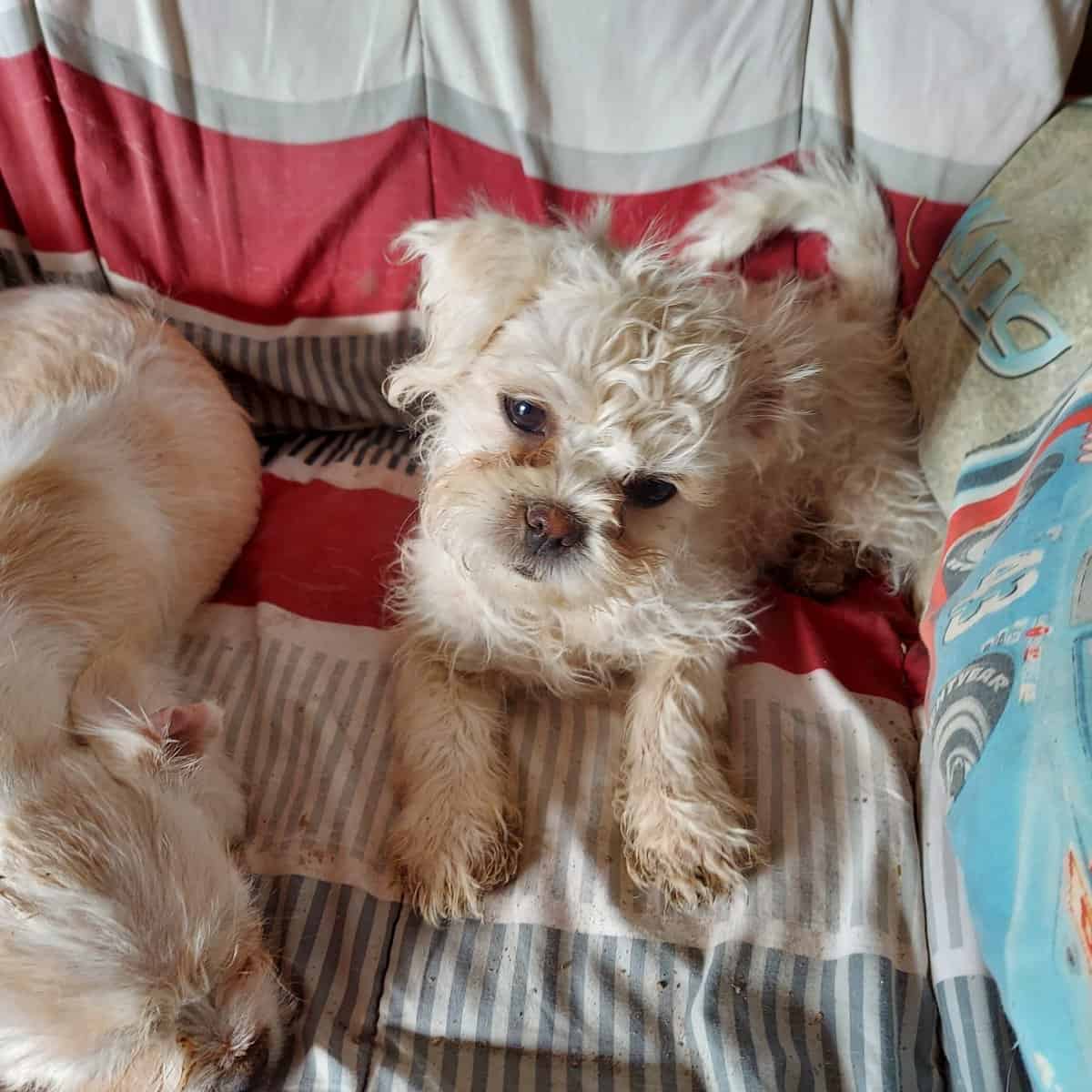 PUPPIES image 2