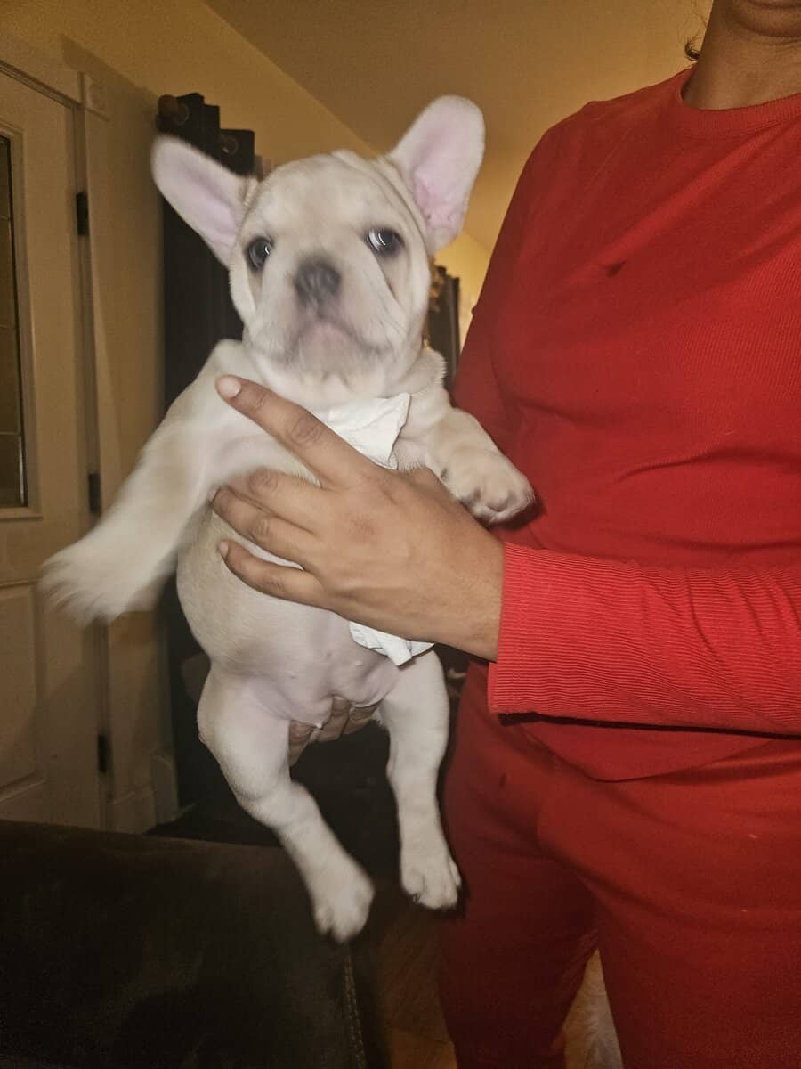 French bulldogs puppies image 6