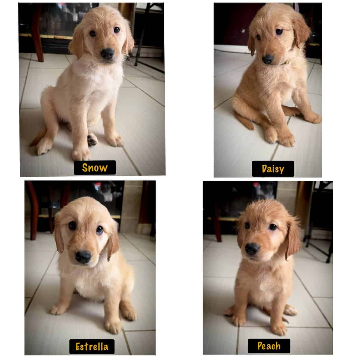 Golden Retriever Puppies image 2