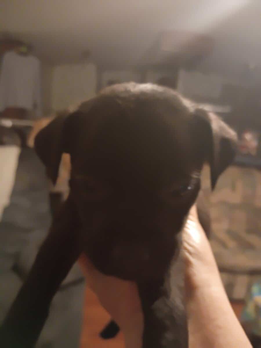 Pit puppies image 2
