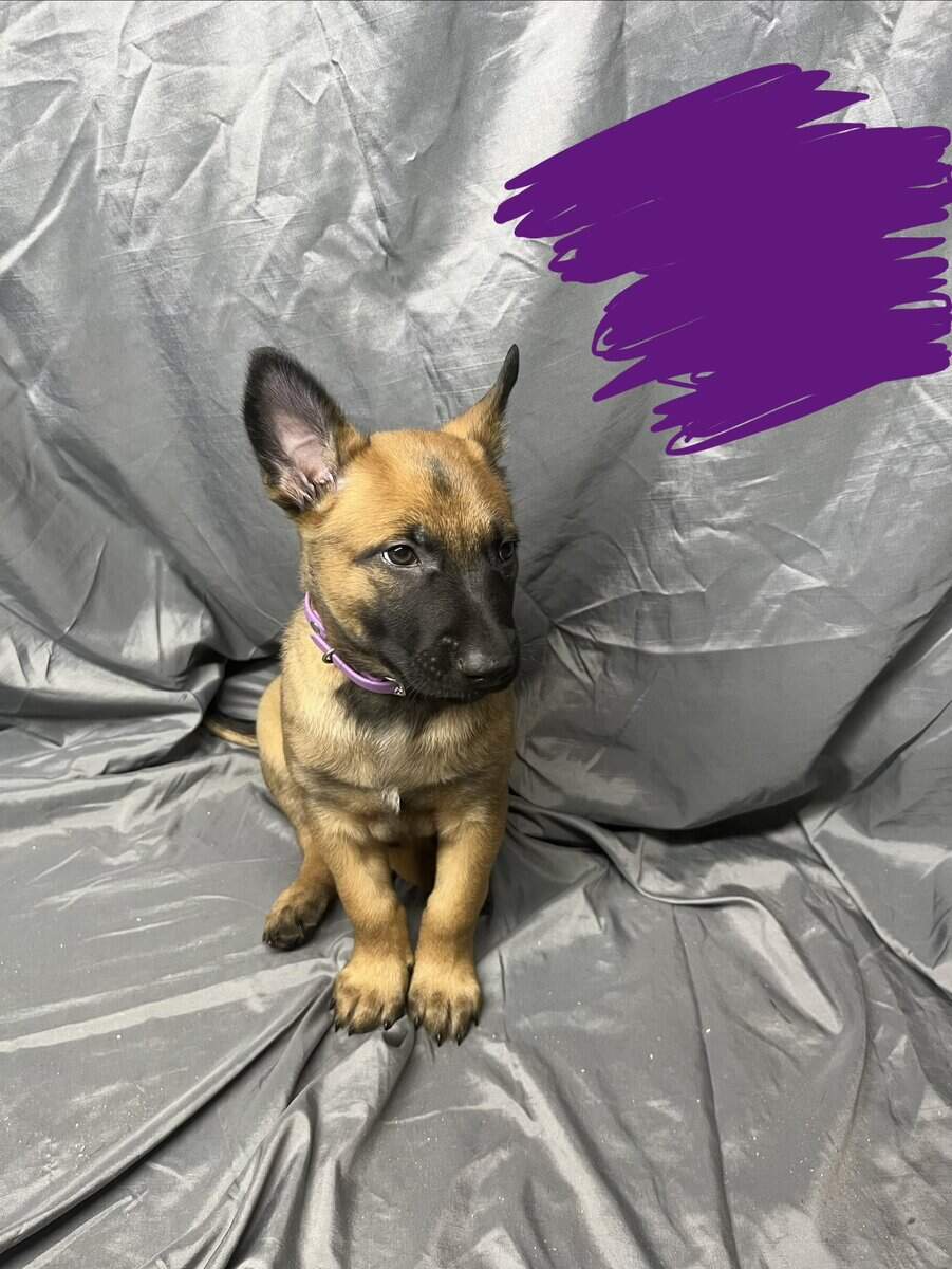 Purple collar image 4