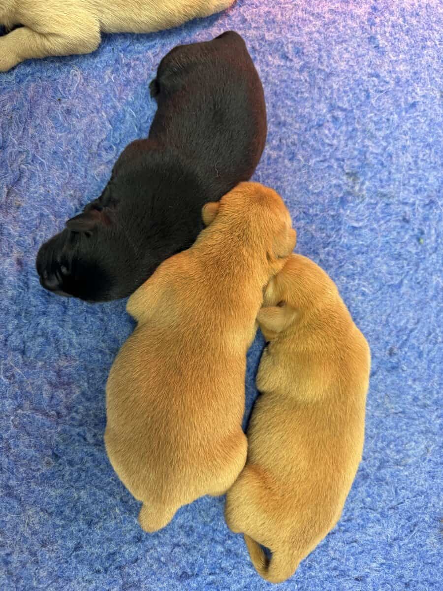 Health Tested Parentage-Yellow/red males labradors image 3