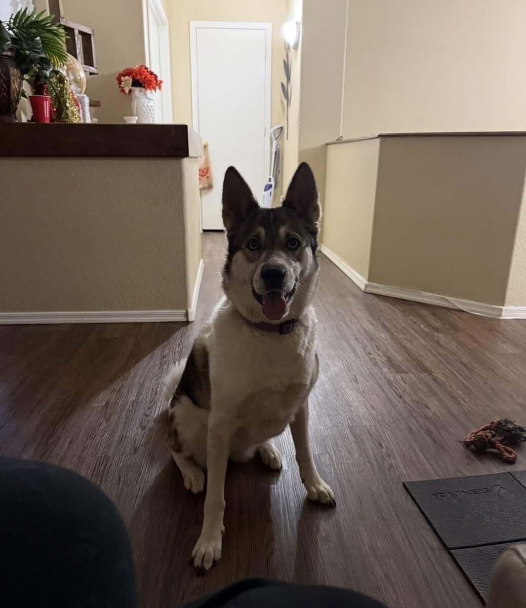 sweet Nala needs a home image 4