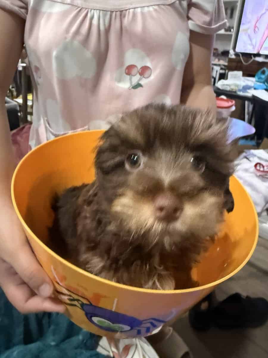 Rare Bitter Chocolate Yorkipoo cuddle bug image 7