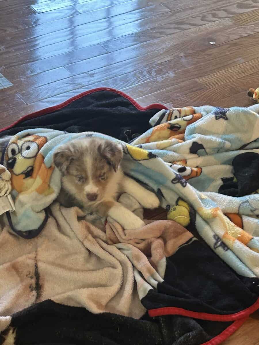 Puppies image 4