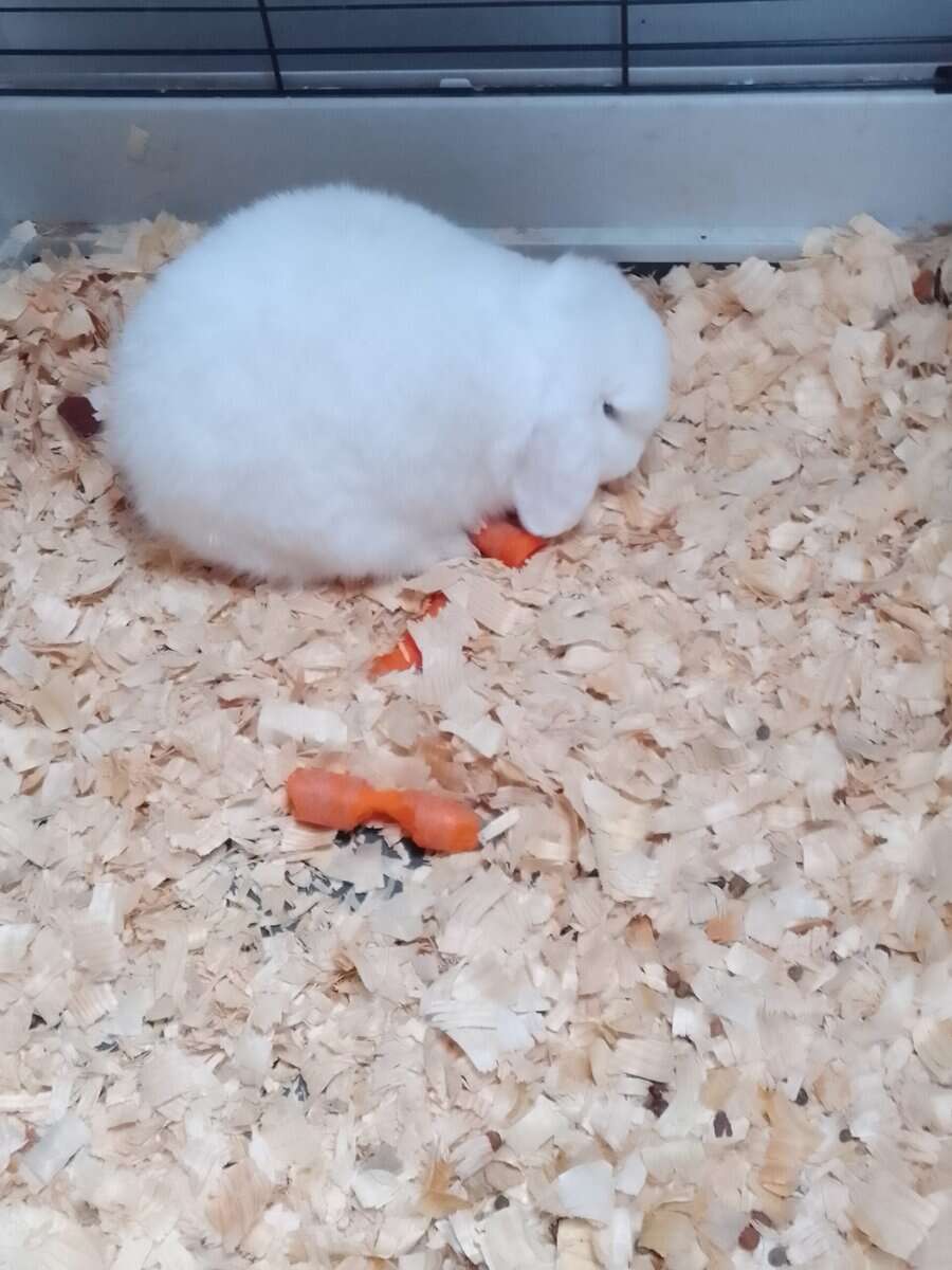 Male Bunny image 2