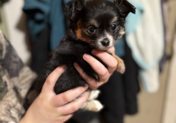 Male chi long coat AKC