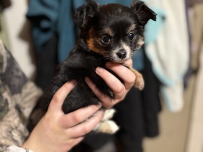 Male chi long coat AKC