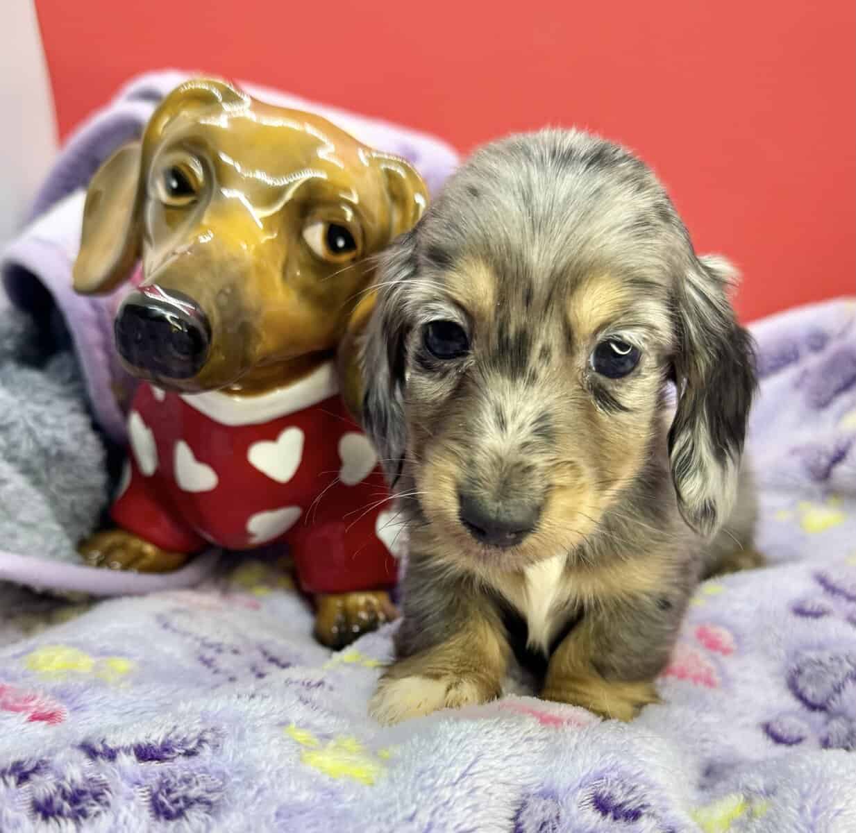 Champion bred dachshund puppies-Import line AKC image 11