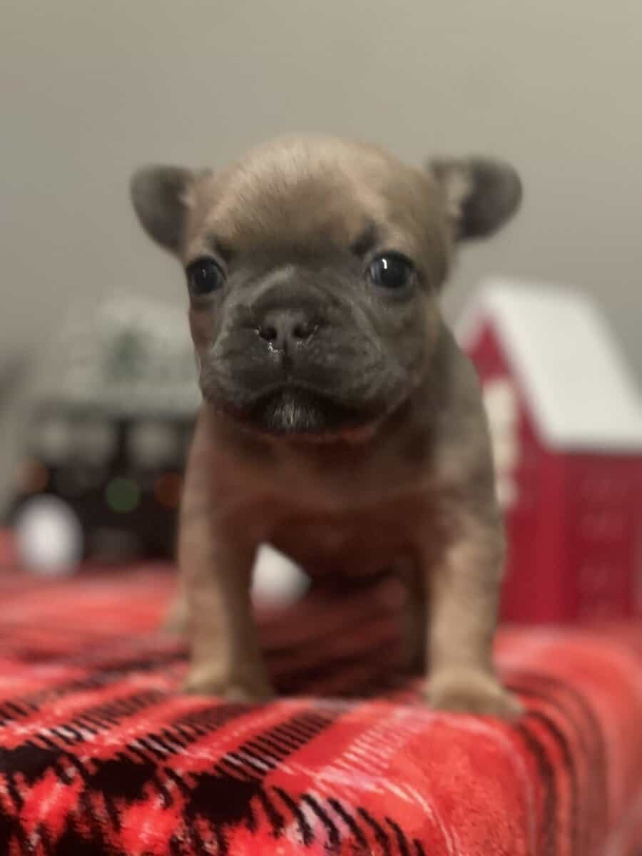 Puppy for sale image 3