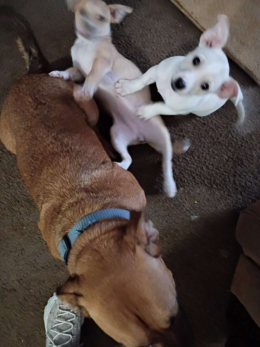 Chihuahua mix one female one male image 2