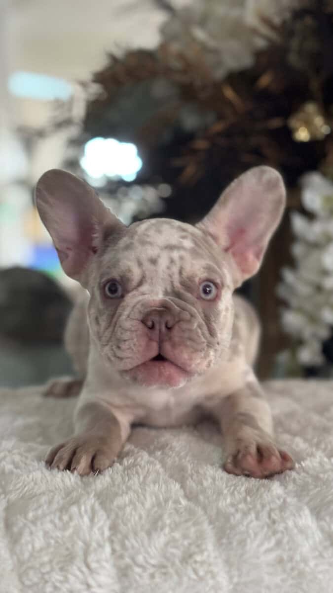 12-Week-Old Frenchie Puppies Ready Today! image 3