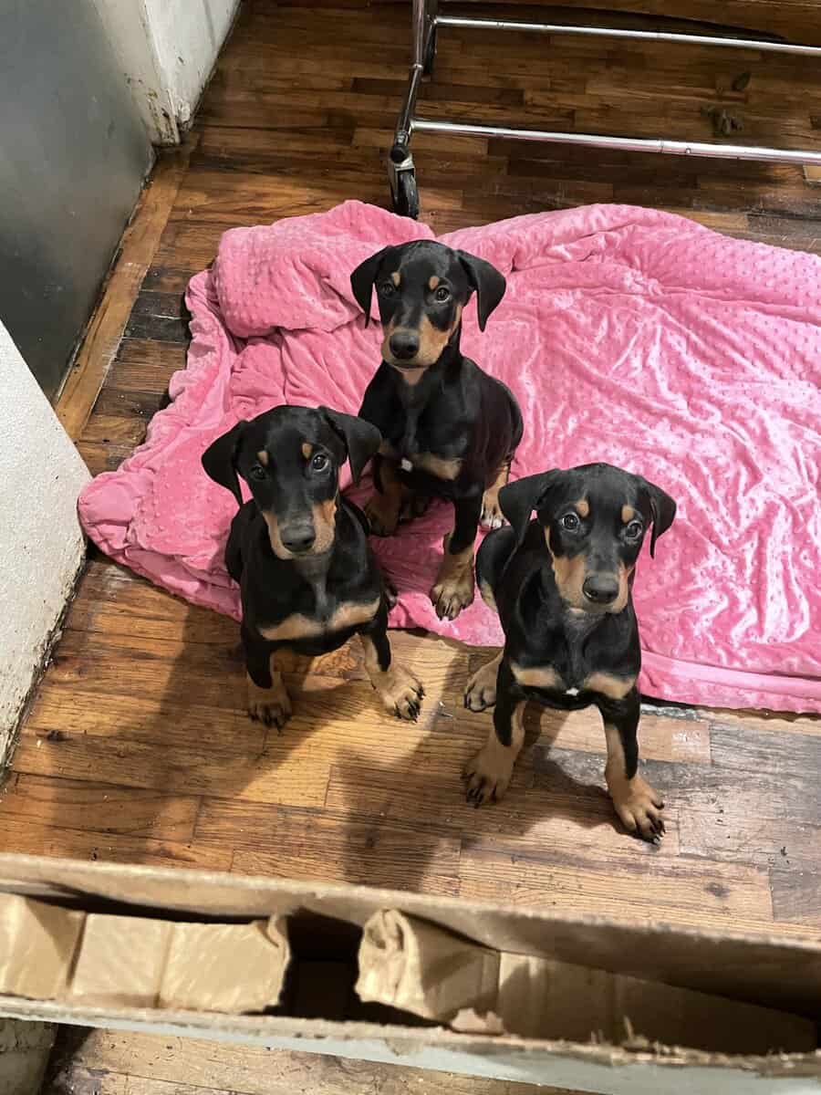 Doberman Puppies image 1