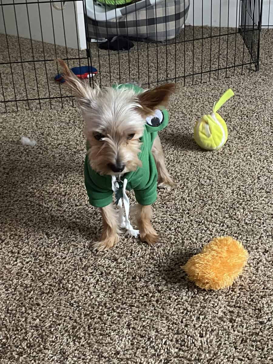 3 year old unfixed yorkie image 2