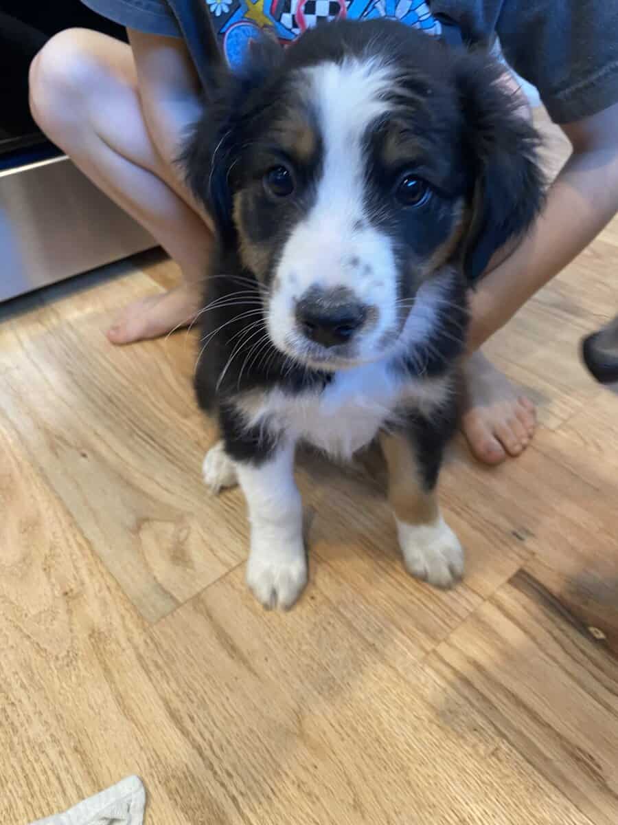 Aussie puppies image 1