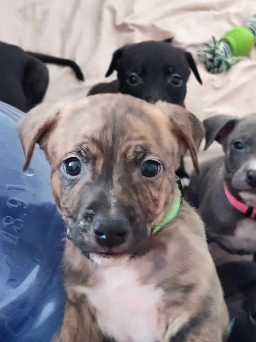 Pitmix puppies,beautiful, weaned and ready to go image 3