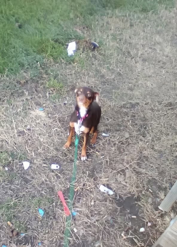Mini pinscher/mini aussie mix image 1