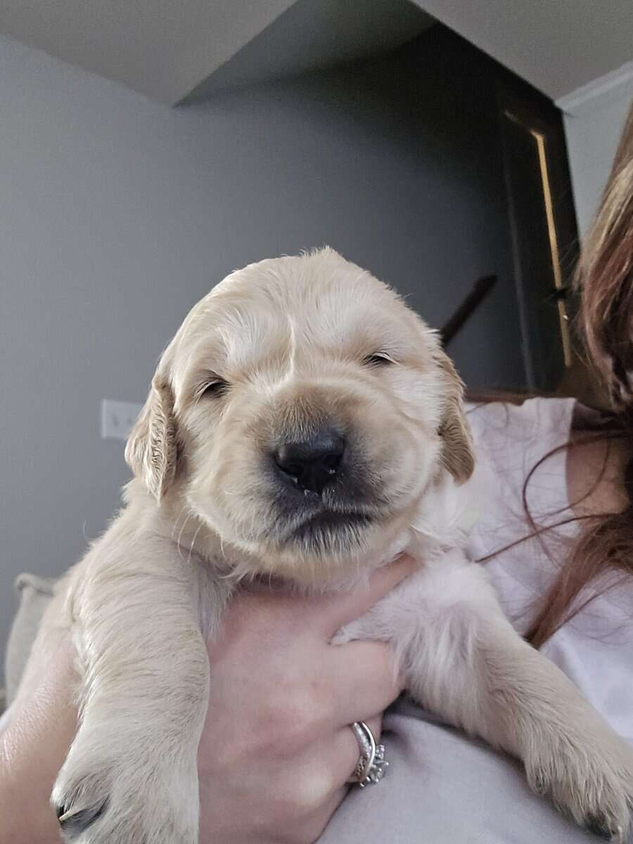 Golden retriever puppies image 2