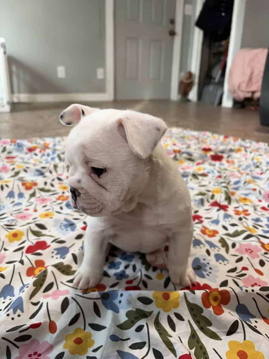 French English Bulldog puppies image 11