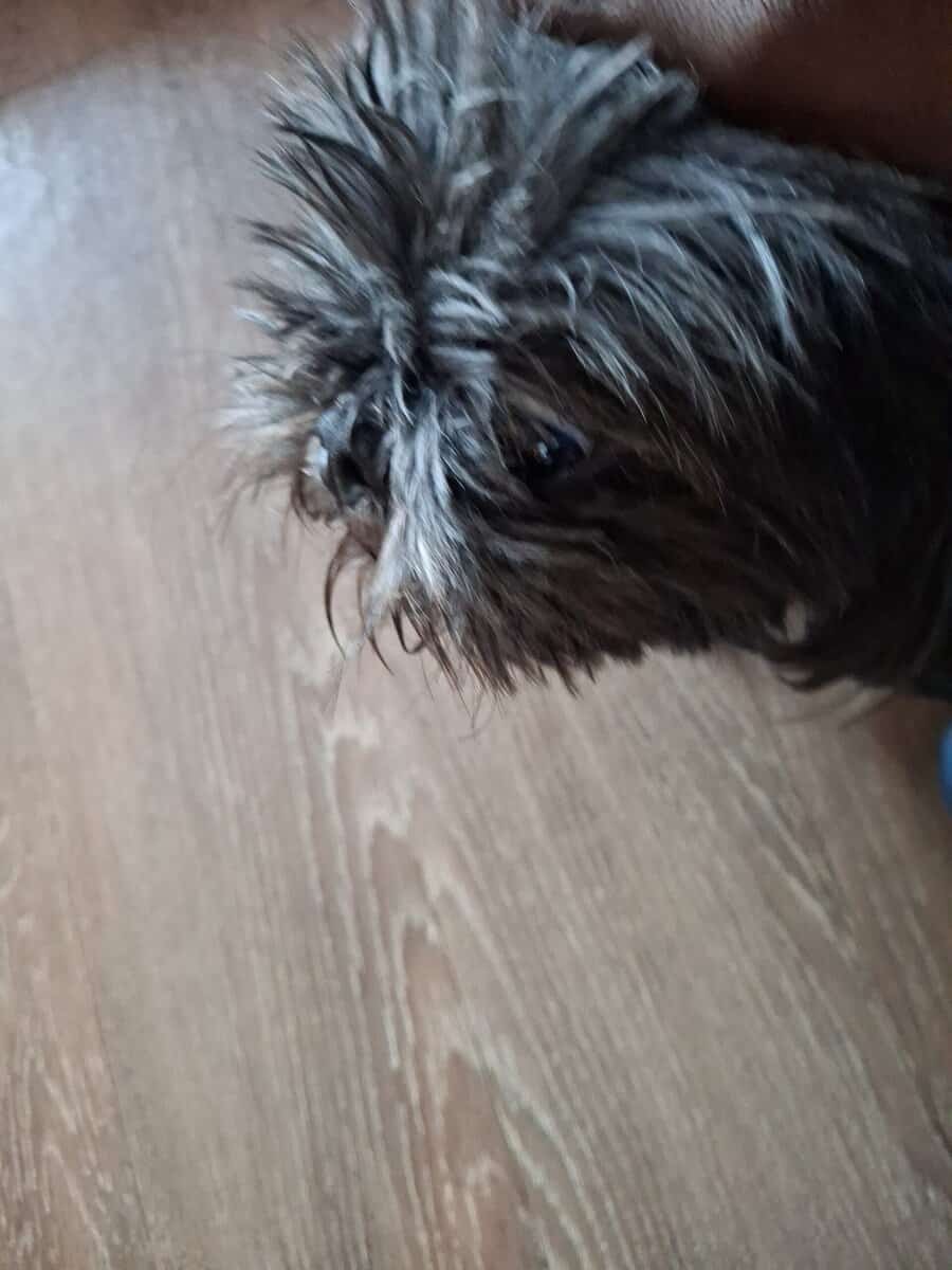 Need to Rehome Asap image 2